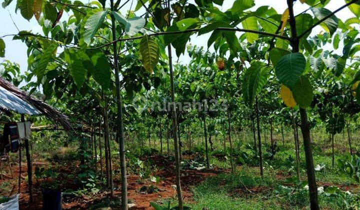 Dijual Tanah Kebun Shm 5,3 Ha Di Cigudeg 2