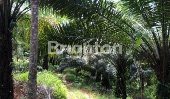 Tanah Ikn Strategis Desa Binuang Balikpapan Barat