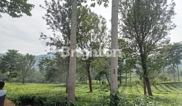 Tanah Best View Perkebunan Teh Puncak Raya Bogor