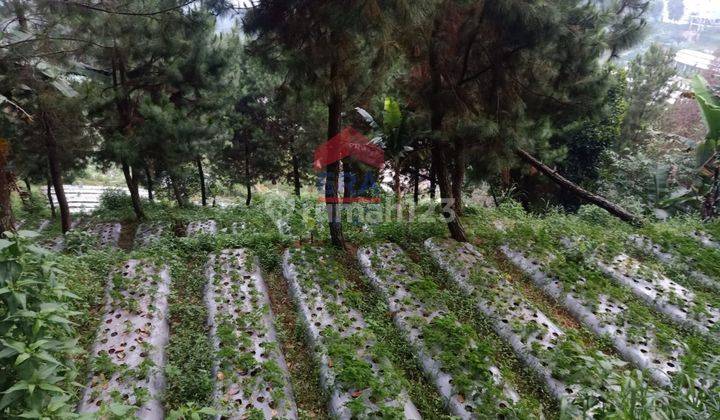 Tanah Kampung Daun Lembang Triniti Bandung 1