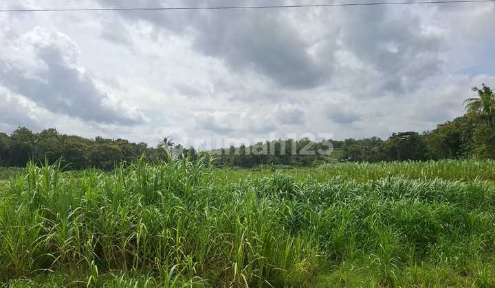 Tanah Pekarangan 500 Meter Dari Jalan Raya Utama Kulon Progo, Yogyakarta Cocok Untuk Resto, Guesthouse,villa. 2