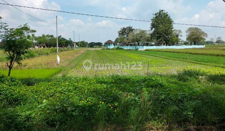 Tanah Persawahan di Wonosari Klaten Dekat Stasiun Delanggu 6