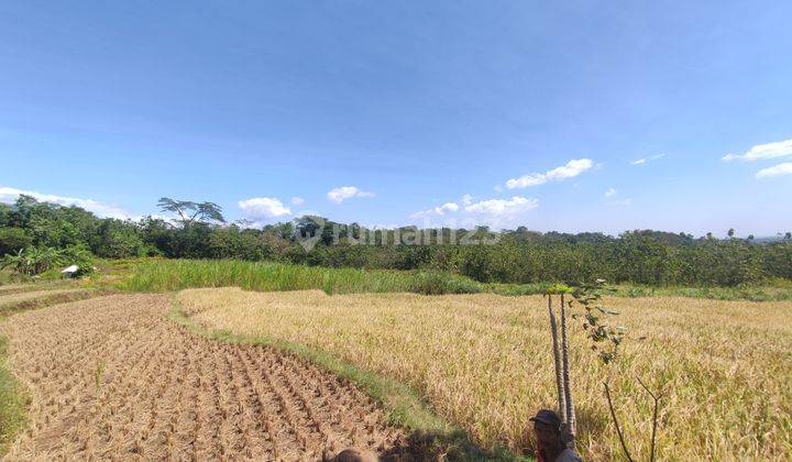 Tanah sawah di jalur wisata sarwadadi Talun Cirebon  1