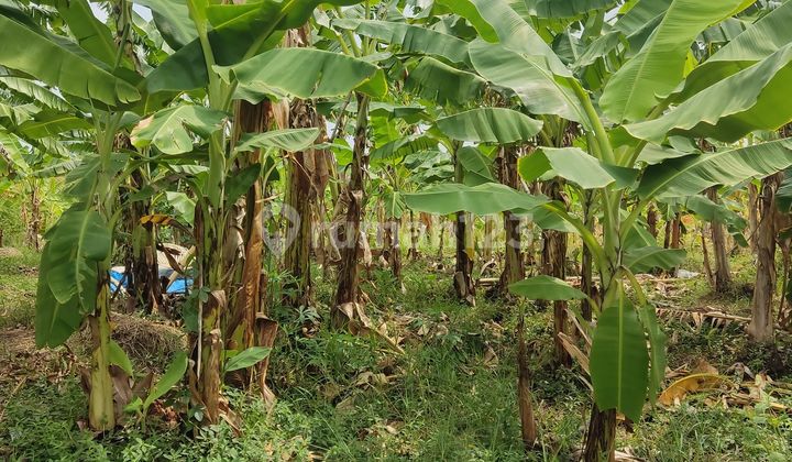 Prospective Land Suitable for Investment in the Developing Area of East Cirebon Prospective Land Suitable for Investment in the Developing Area of East Cirebon