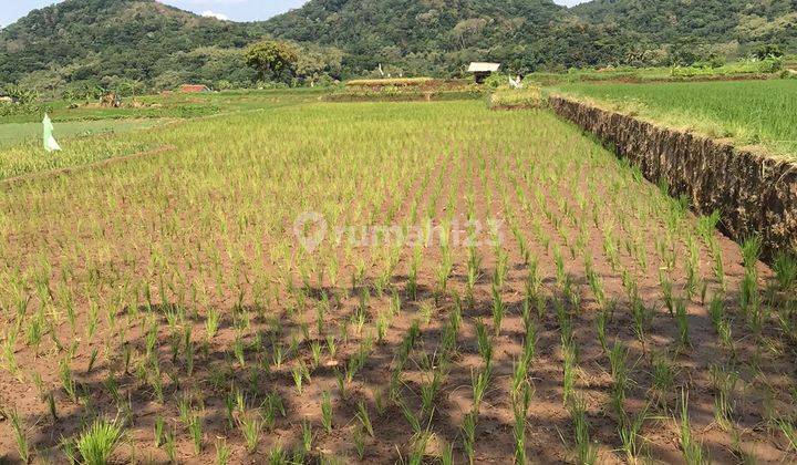 Sawah Lokasi Strategis Pinggir Jalan Raya Kramatwangi 2