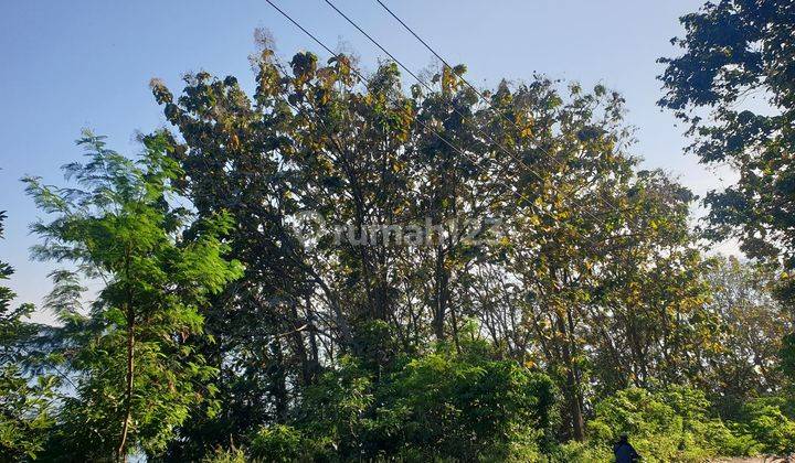 Tanah Kebun Jati 315 Batang Di Kota Batu Ranau Jalan Utama Menuju Wisata Air Panas Danau Ranau Dan Gunung Seminung Kab.oku Selatan Provinsi Sumatera Selatan 2