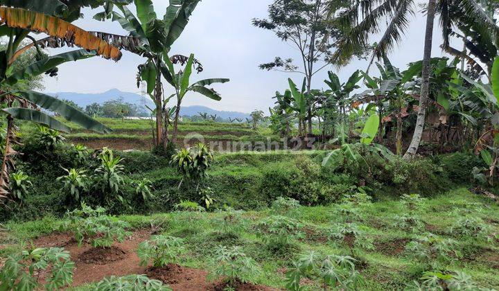 Tanah Murah Subur Investasi Bagus Jalur Wisata Gunung Salak 2