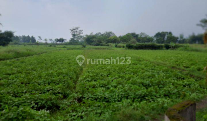 Rumah Dan Tanah Subur Asri Cocok Untuk Villa Kebun Dekat Ipb 1