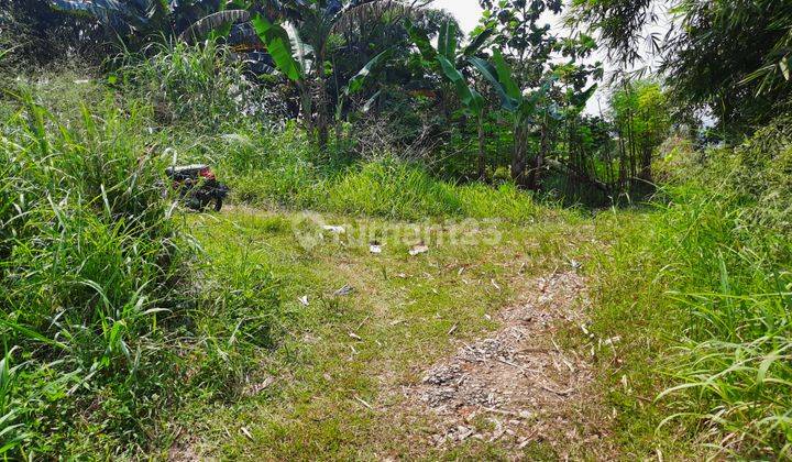 Tanah Kapling Murah Cicadas Ciampea Dekat Perum Araya Dan Wisata 2