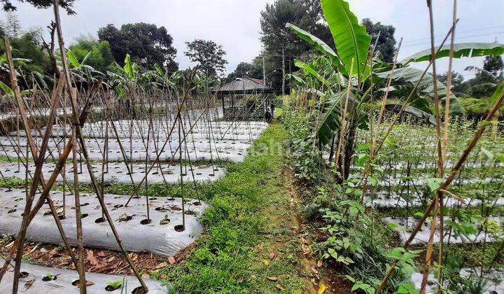 Tanah Subur Strategis View Bagus Mega Mendung Untuk Villa Kebun 2