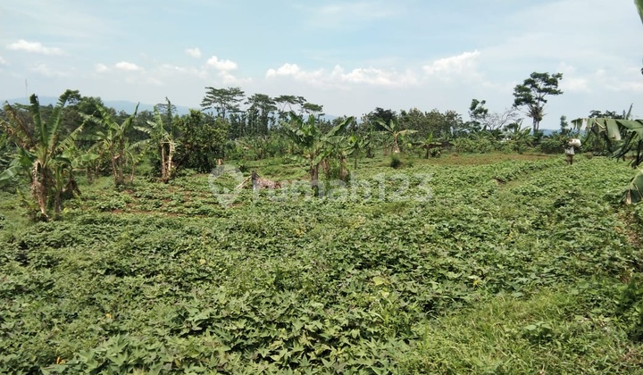 Tanah Subur View Gunung Cocok untuk Villa Kebun Jalur Wisata Tanah Subur View Gunung Cocok untuk Villa Kebun Jalur Wisata