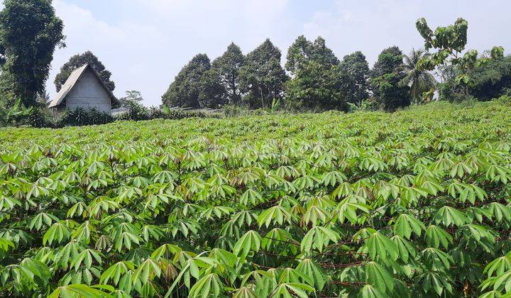 Tanah Super Murah Strategis Depan Jalur Wisata Gunung Salak 