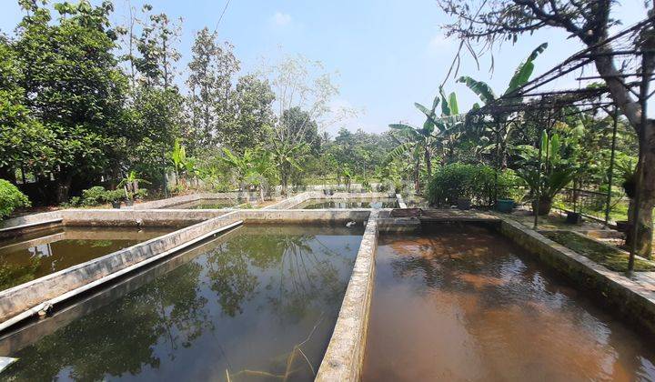 Tanah Villa Kolam Ikan Strategis Depan Jalur Wisata Ciampea Bogor 2