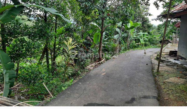 Tanah Kebun Dan Sawah Adem Dan Asri Cocok Untuk Villa Kebun 1