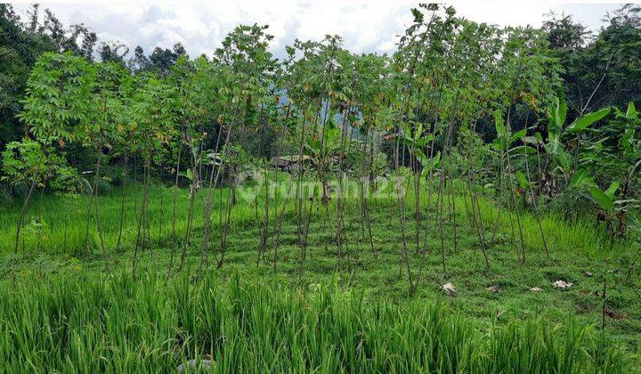 Tanah Kebun Dan Sawah Adem Dan Asri Cocok Untuk Villa Kebun 2