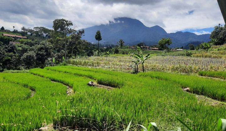 Tanah Strategis Jalur Wisata View Bagus Cocok Untuk Agro Wisata 1