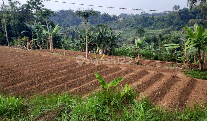 Tanah Perkebunan di Bogor Luas 500 M2 Sisi Jalan 2