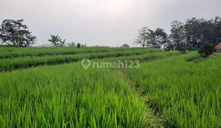 Tanah Pertanian Subur di Bogor Dekat Pasar Bisa Kavling Lahan 2