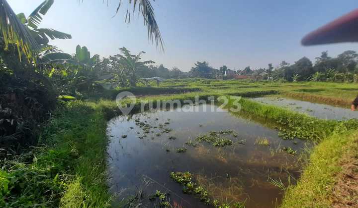 SHM Fertile Land for Farming and Agriculture in Ciampea, Bogor SHM Fertile Land for Farming and Agriculture in Ciampea, Bogor