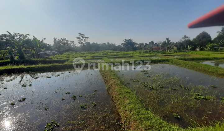 SHM Fertile Land for Farming and Agriculture in Ciampea, Bogor SHM Fertile Land for Farming and Agriculture in Ciampea, Bogor