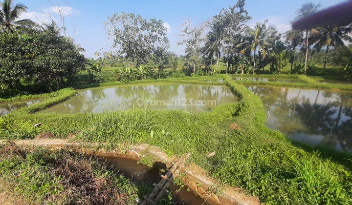 Tanah Kolam Ikan di Bogor Strategis Depan Jalan Desa 1