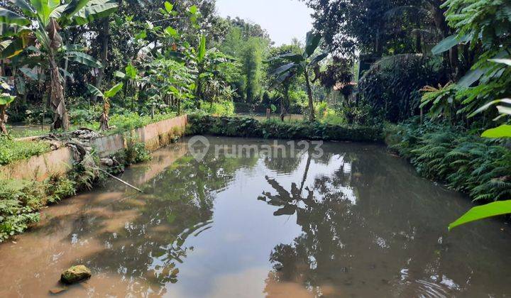 Tanah Kolam di Bogor Bisa Untuk Peternakan Luas 1310 M2 2