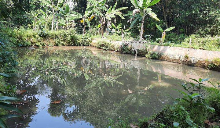 Tanah Kolam di Bogor Bisa Untuk Peternakan Luas 1310 M2 1