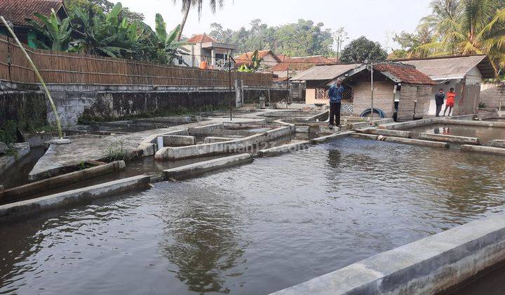 Tanah Kolam Khusus Budidaya Ikan di Bogor Luas 1725 M2 1