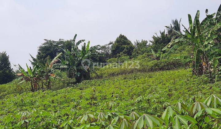 Tanah 5000 M2 Subur di Bogor Strategis Jalur Wisata Gn Salak Enda 2