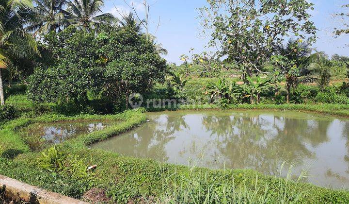 Tanah Kolam Ikan 1.700 m² SHM Air Subur Makmur di Ciampea 2