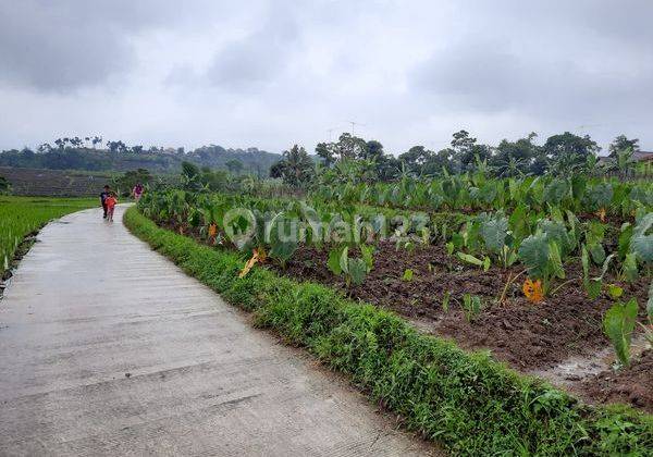 Tanah Subur View Gunung Luas 1.800 m² di Gn Bunder Pamijahan 1