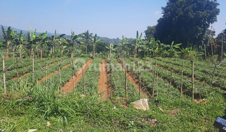 Tanah SHM Cantik View Gunung Cijeruk Bogor Tanah SHM Cantik View Gunung Cijeruk Bogor