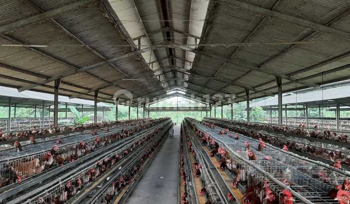 JUAL CEPAT PETERNAKAN AYAM PETELUR PRODUKTIF RUMPIN BOGOR JUAL CEPAT PETERNAKAN AYAM PETELUR PRODUKTIF RUMPIN BOGOR