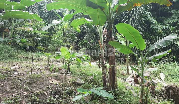 Tanah Murah kawasan peternakan Ayam Petelor Gobang Rumpin Bogor