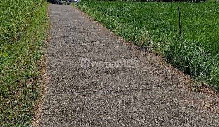 20 are land with rice field view for sale in Selemadeg, Tabanan. 2