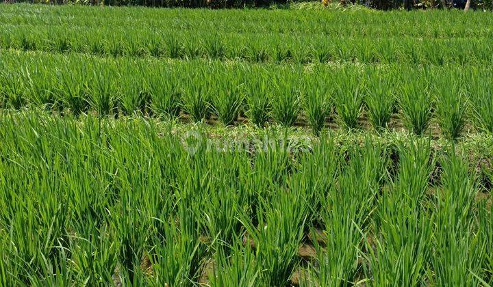 20 are land with rice field view for sale in Selemadeg, Tabanan. 1