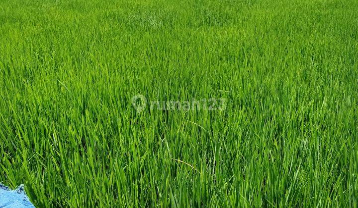 Land for sale 25 Are Rice Field View in Selemadeg Tabanan. 1