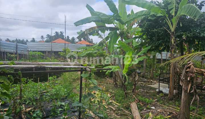 Land for Rent Location in Cemagi, Badung
