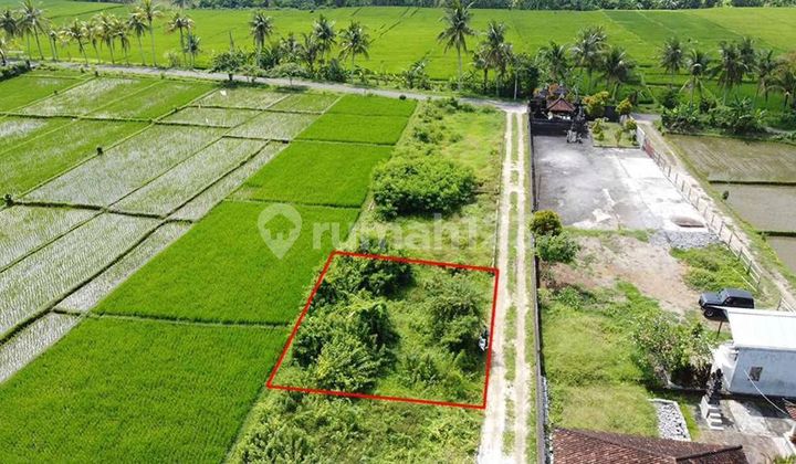 Tanah Jual View Sawah  di Desa Buwit, Tabanan.