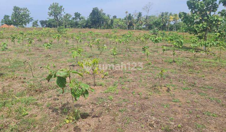 Tanah di Sindangbarang Cianjur, 2 KM dari Pantai Karang Potong 2