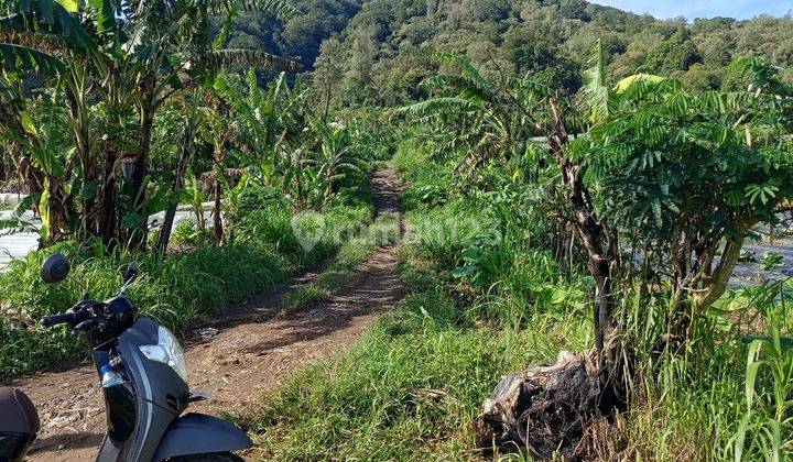 Dijual Tanah Kebun Bedugul 1