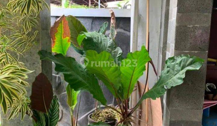 Dijual Rumah 2 Lantai Ubung 2