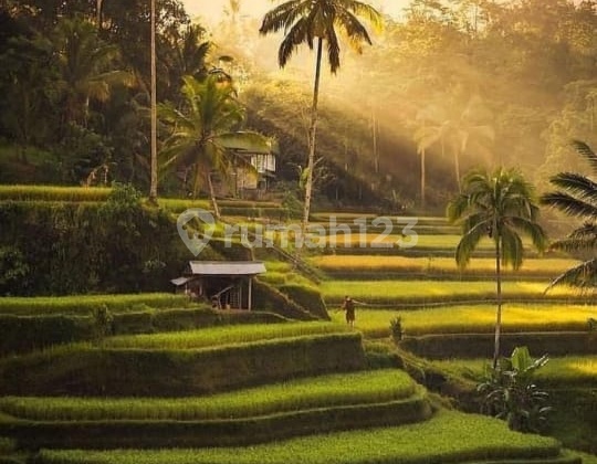 For Sale Payangan Ubud Hotel 1.3 T