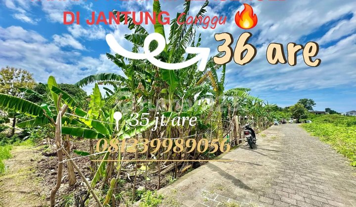 For rent. Land For rent. Land