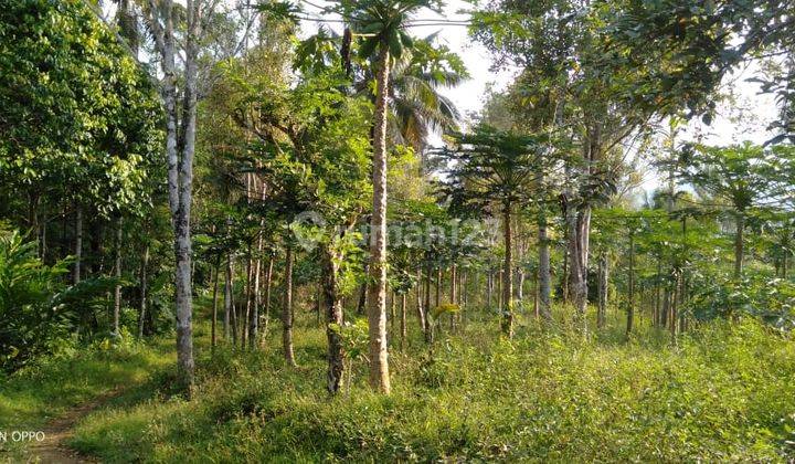 Tanah di Pamarican, Ciamis Cocok Untuk Peternakan 2