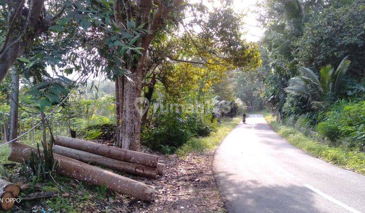 Tanah di Pamarican, Ciamis Cocok Untuk Peternakan 1