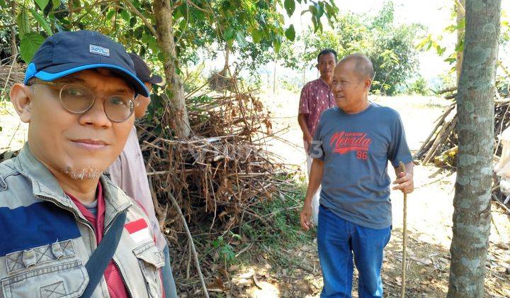 Tanah Kebun 12 Ha  Di Sukamuoya Jonggol  1