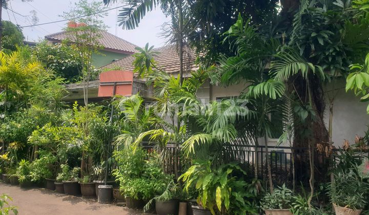 Rumah Tua Hiting Tanah Dijalan Jalan Cempaka Putih Indah Rumah Tua Hiting Tanah Dijalan Jalan Cempaka Putih Indah