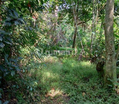 Tanah Kebon Belanda Hutan Kota Cagar Alam Tambun Bekasi  2