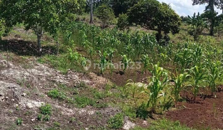 Lahan Prospektif Luas Lokasi Strategis Di Tambolaka Sumba Barat Daya Ntt 3
